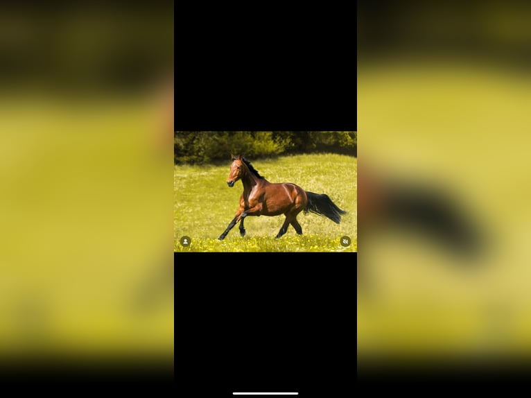German Trotter Mare 11 years 16 hh Brown in Creu&#xDF;en