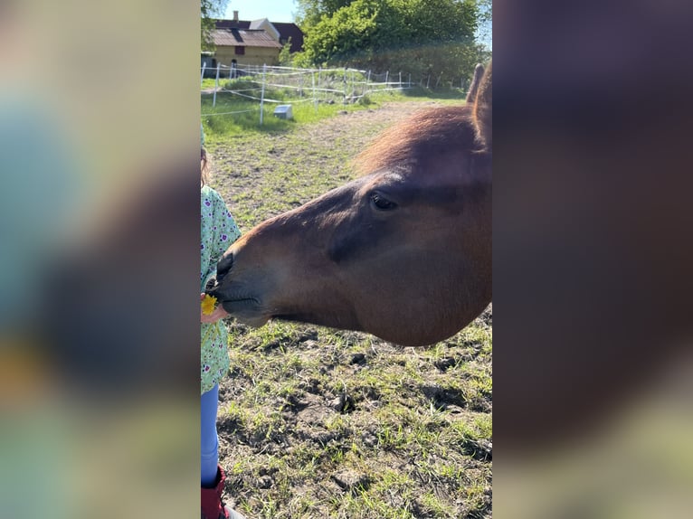 German Trotter Mare 12 years 15,2 hh Brown in Harrislee