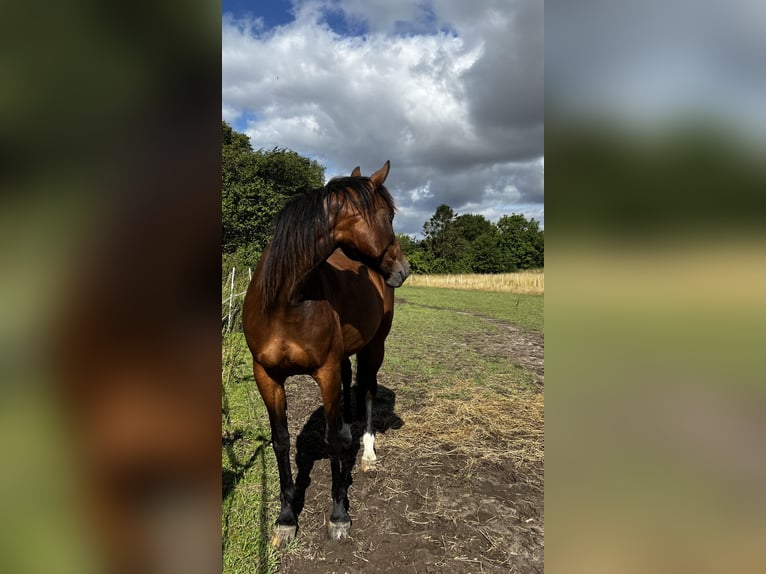 German Trotter Mare 12 years 15,2 hh Brown in Harrislee