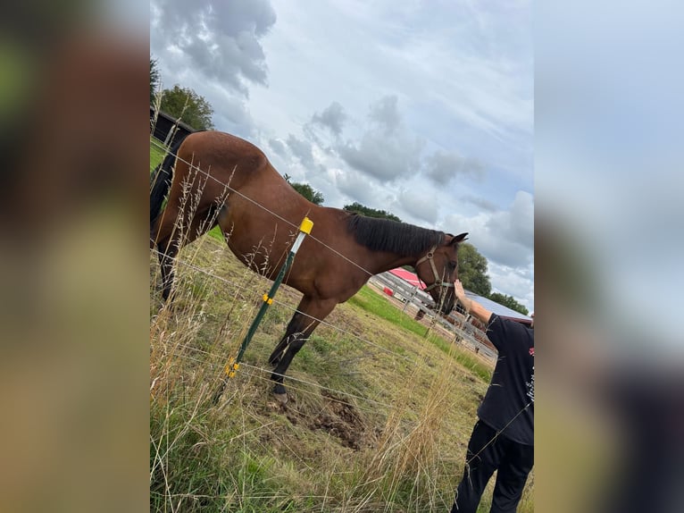 German Trotter Mare 12 years 15,2 hh Brown in Allersberg