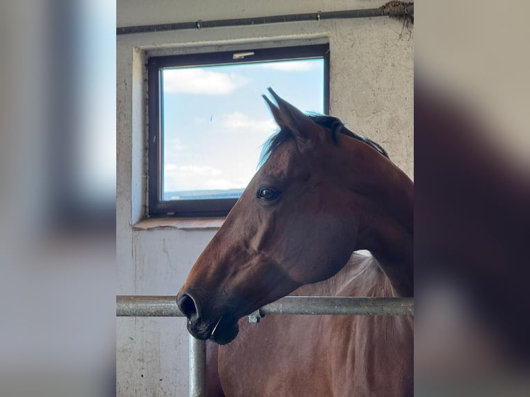 German Trotter Mare 12 years 15,2 hh Brown in Allersberg