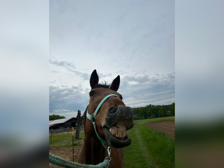 German Trotter Mare 12 years 15,2 hh Brown in Allersberg