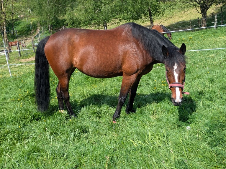 German Trotter Mare 13 years 15.2 hh Brown in Engelskirchen