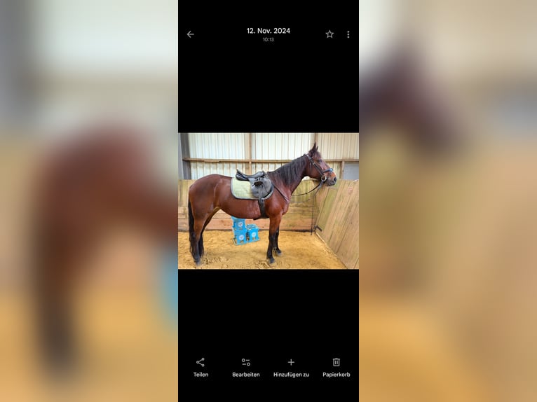 German Trotter Mare 13 years 15,2 hh Brown in Engelskirchen