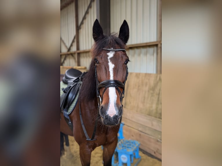 German Trotter Mare 13 years 15,2 hh Brown in Engelskirchen
