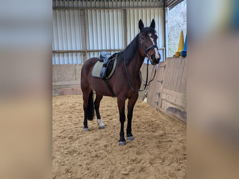 German Trotter Mare 13 years 15,2 hh Brown in Engelskirchen