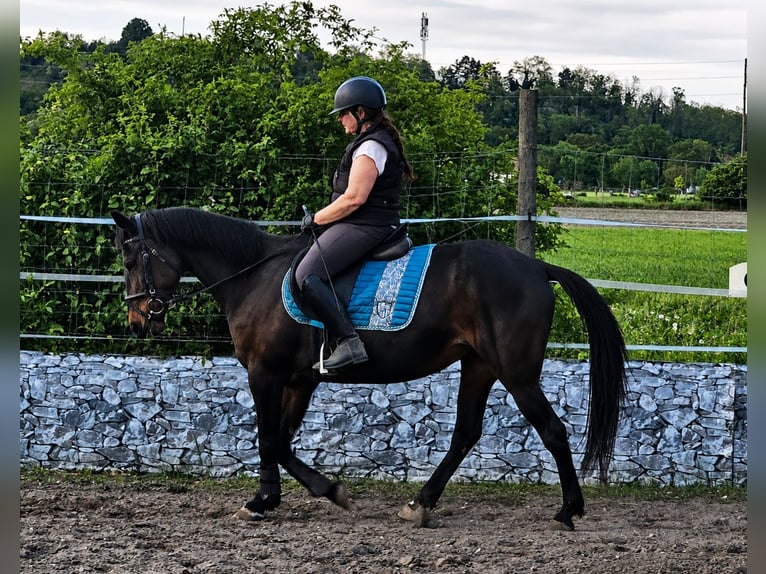 German Trotter Mare 13 years Bay-Dark in Reisenberg
