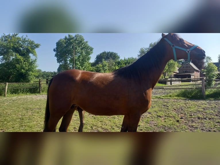 German Trotter Mare 13 years Brown in Billerbeck