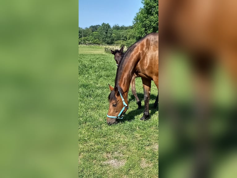 German Trotter Mare 13 years Brown in Billerbeck