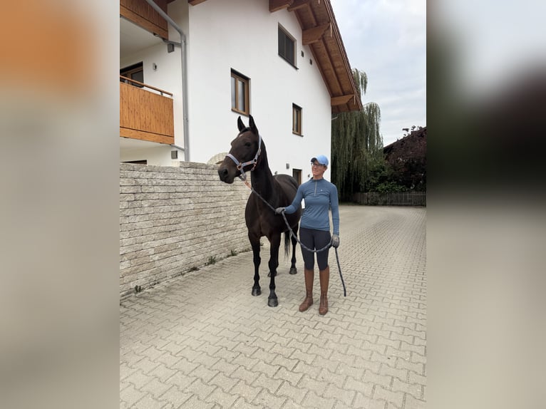 German Trotter Mare 14 years 14,2 hh Bay-Dark in Bruckm&#xFC;hl