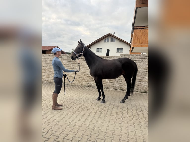 German Trotter Mare 14 years 14,2 hh Bay-Dark in Bruckm&#xFC;hl