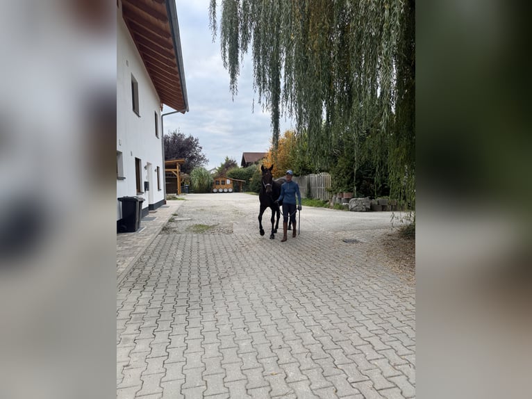 German Trotter Mare 14 years 14,2 hh Bay-Dark in Bruckm&#xFC;hl