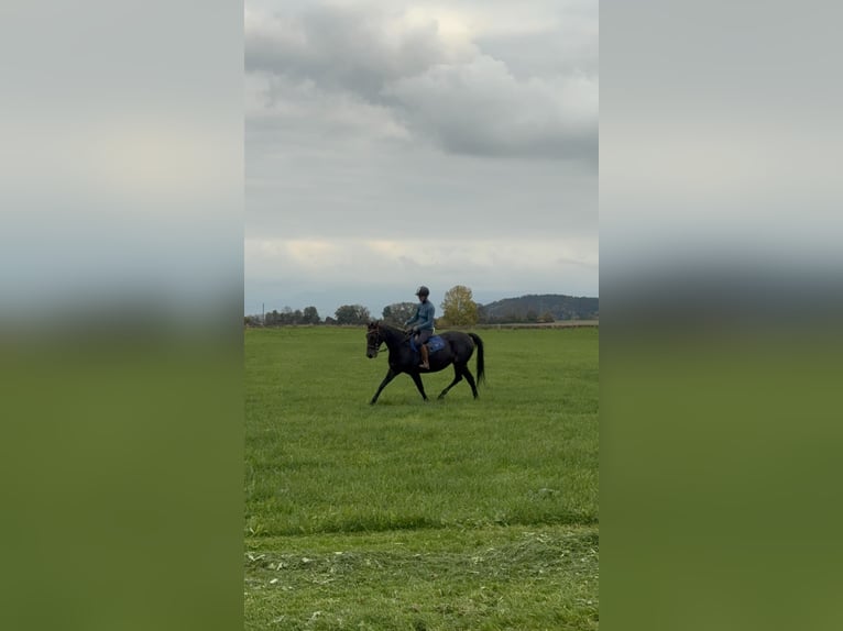 German Trotter Mare 14 years 14,2 hh Bay-Dark in Bruckm&#xFC;hl