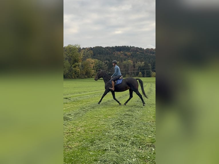German Trotter Mare 14 years 14,2 hh Bay-Dark in Bruckm&#xFC;hl