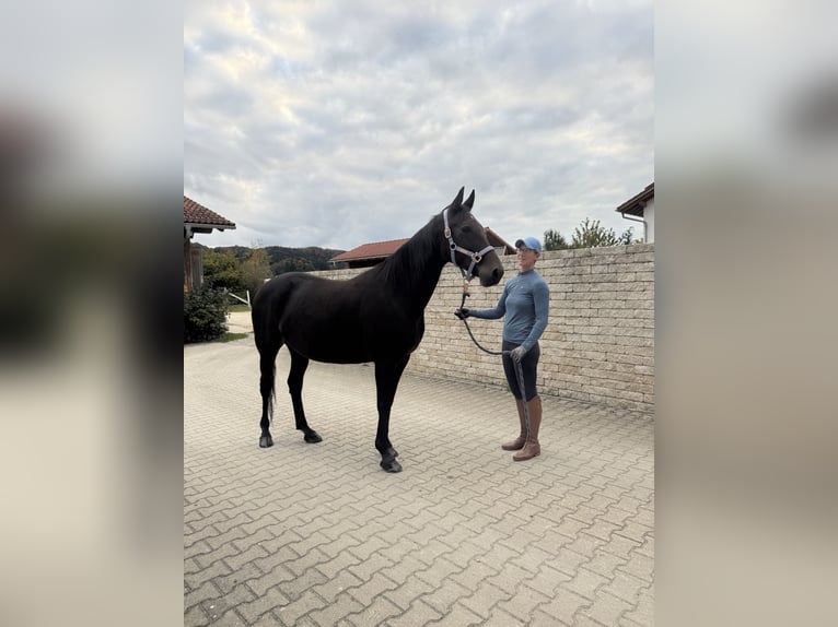 German Trotter Mare 14 years 14,2 hh Bay-Dark in Bruckm&#xFC;hl