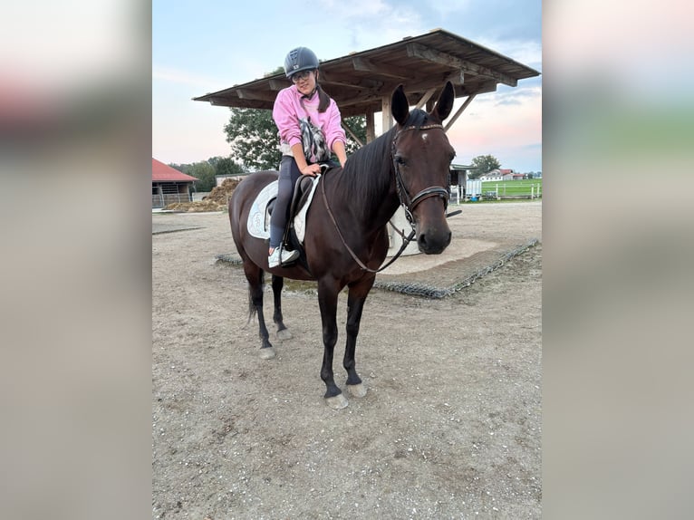 German Trotter Mare 14 years 14,2 hh Bay-Dark in Bruckm&#xFC;hl
