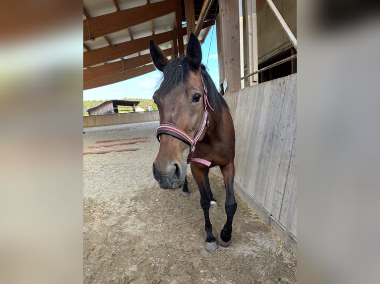 German Trotter Mare 15 years 15 hh Brown in Tann