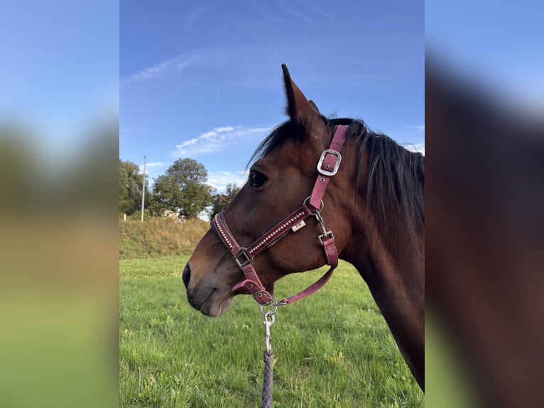 German Trotter Mare 15 years 15 hh Brown in Tann