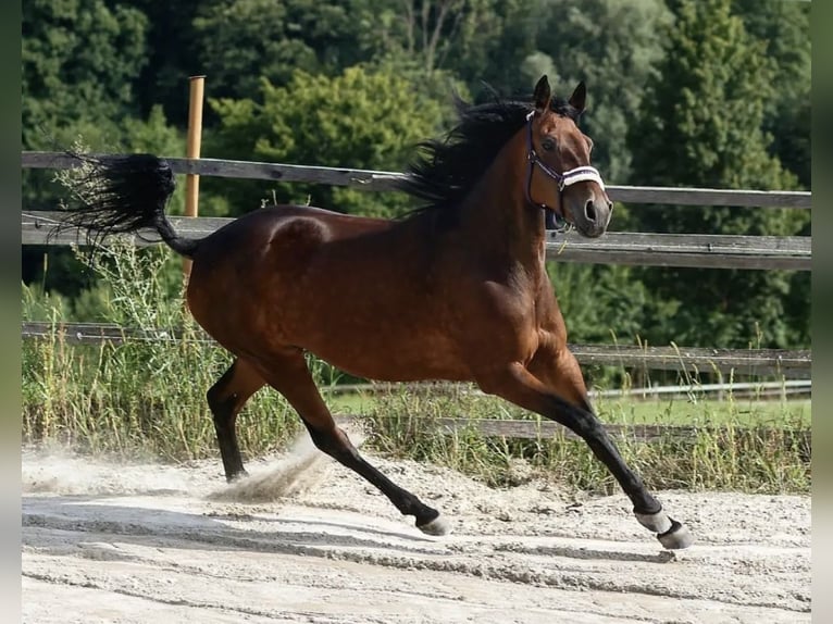 German Trotter Mare 15 years 15 hh Brown in Tann