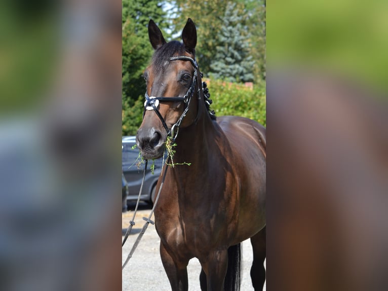German Trotter Mare 17 years 16.1 hh Smoky-Black in Verden (Aller)