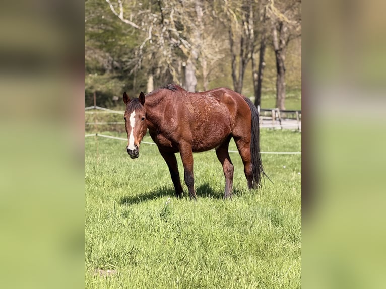 German Trotter Mare 17 years 16 hh Brown in Bad Ems