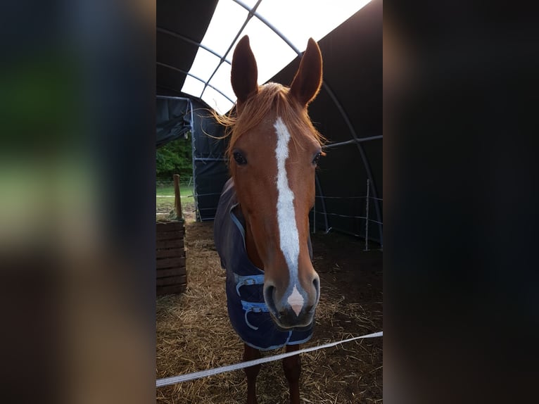 German Trotter Mare 17 years 16 hh Chestnut-Red in Geesthacht