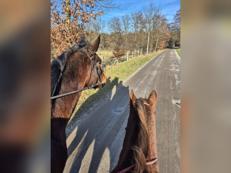 German Trotter Mare 17 years Brown in Schinveld