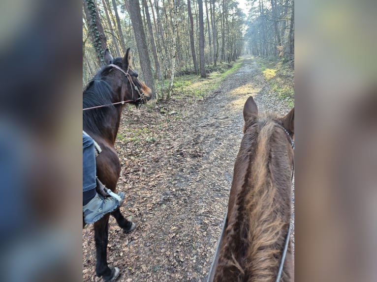German Trotter Mare 17 years Brown in Schinveld