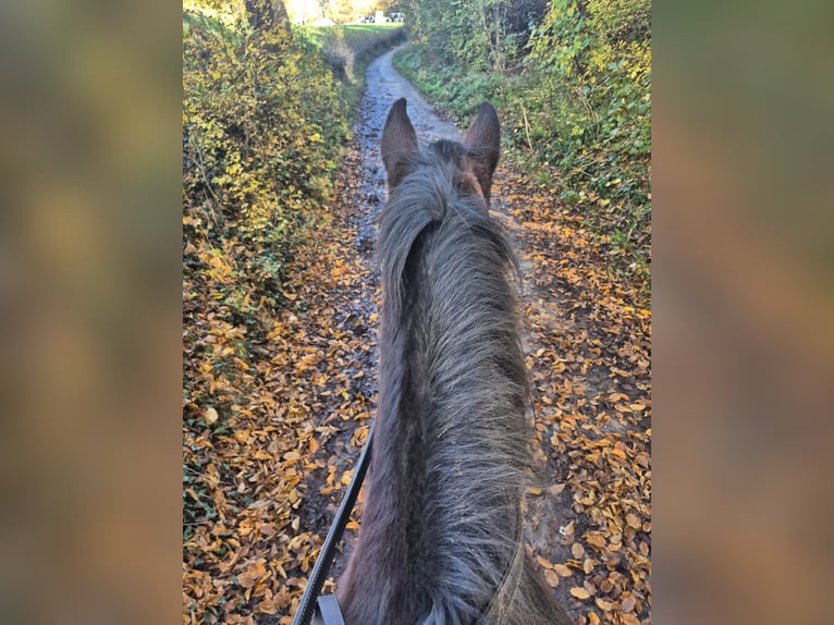 German Trotter Mare 17 years  in Schinveld