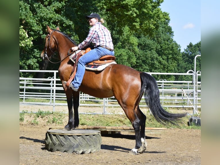 German Trotter Mare 18 years 15,1 hh Brown in Zeven