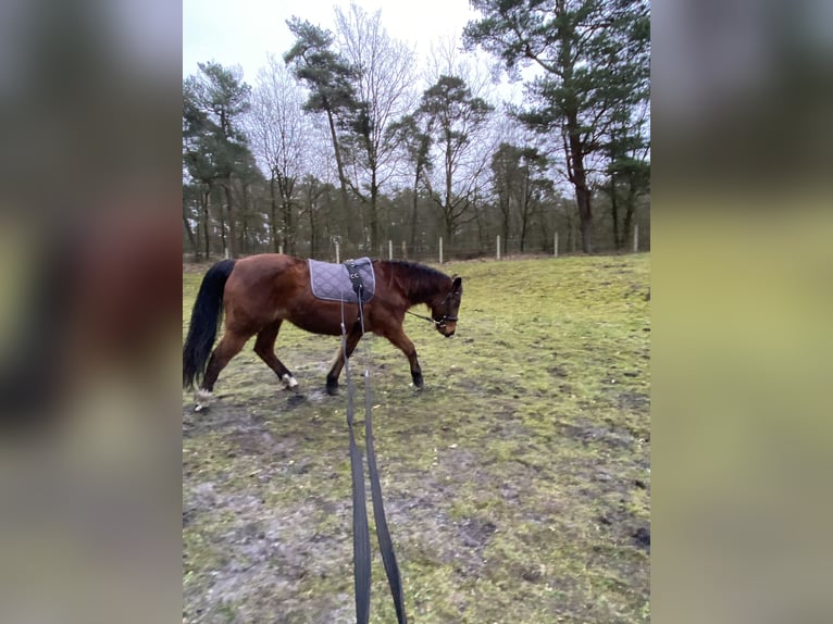 German Trotter Mare 18 years 15,1 hh Brown in Zeven