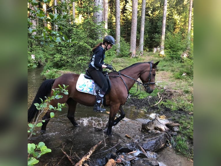 German Trotter Mare 18 years 15,2 hh Brown in Axams