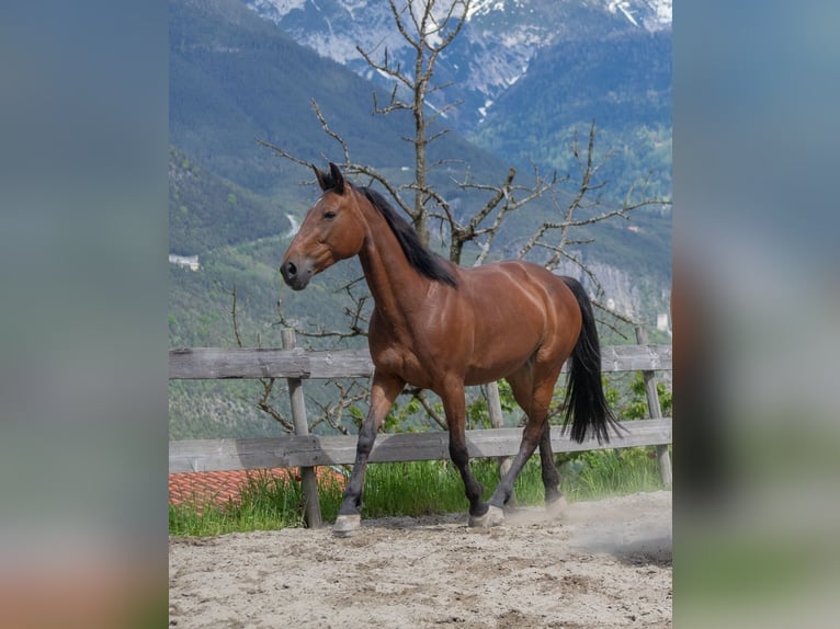 German Trotter Mare 18 years 15,2 hh Brown in Axams