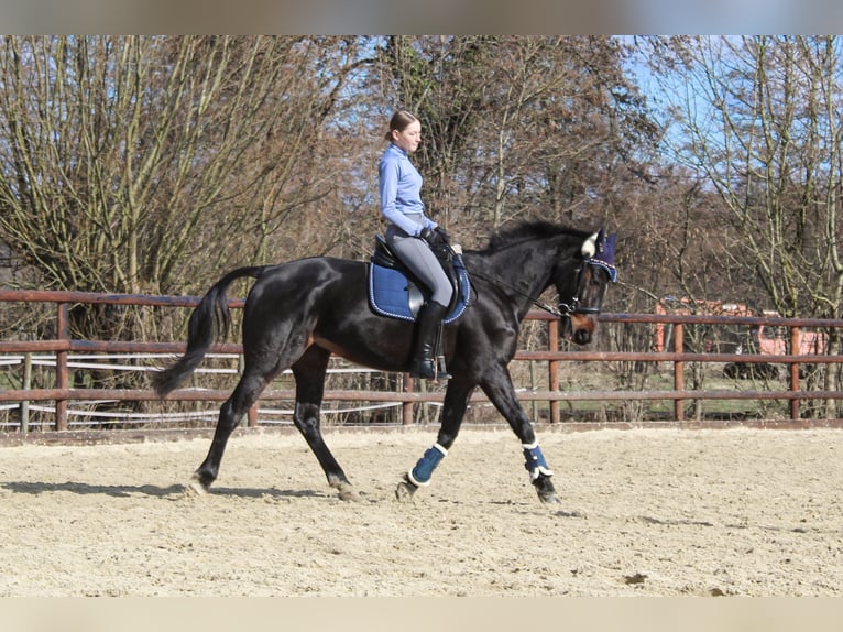 German Trotter Mare 18 years 15.2 hh Brown in Buxtehude