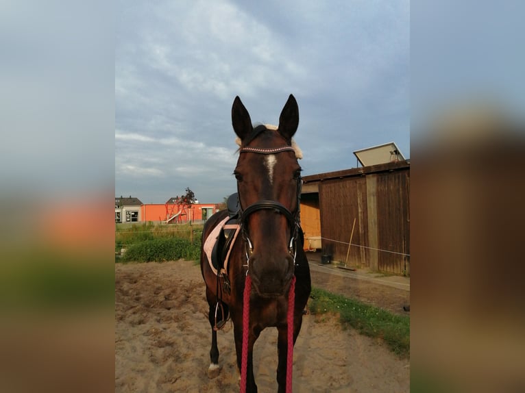 German Trotter Mare 18 years 15.2 hh Brown in Buxtehude