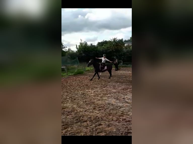 German Trotter Mare 18 years 15.2 hh Brown in Buxtehude