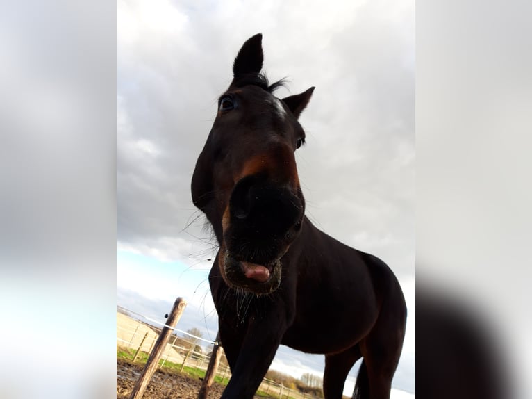 German Trotter Mare 18 years 15.2 hh Brown in Buxtehude