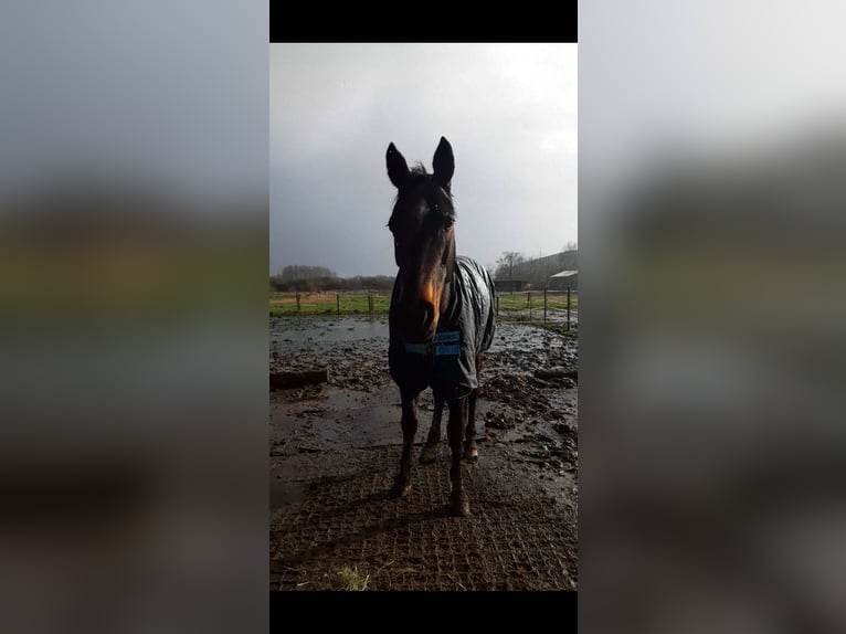 German Trotter Mare 18 years 15.2 hh Brown in Buxtehude