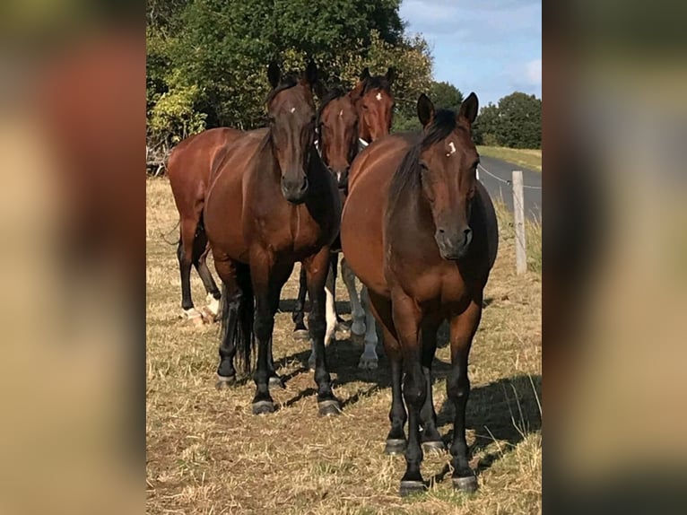 German Trotter Mare 18 years 15,2 hh Brown in Wehr