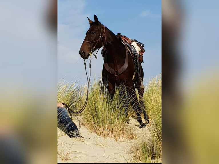 German Trotter Mare 18 years 15,2 hh Brown in Wehr