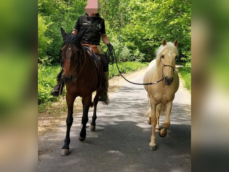 German Trotter Mare 18 years 15,2 hh Brown in Wehr