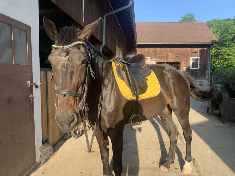 German Trotter Mare 18 years 16 hh Black in Kronberg