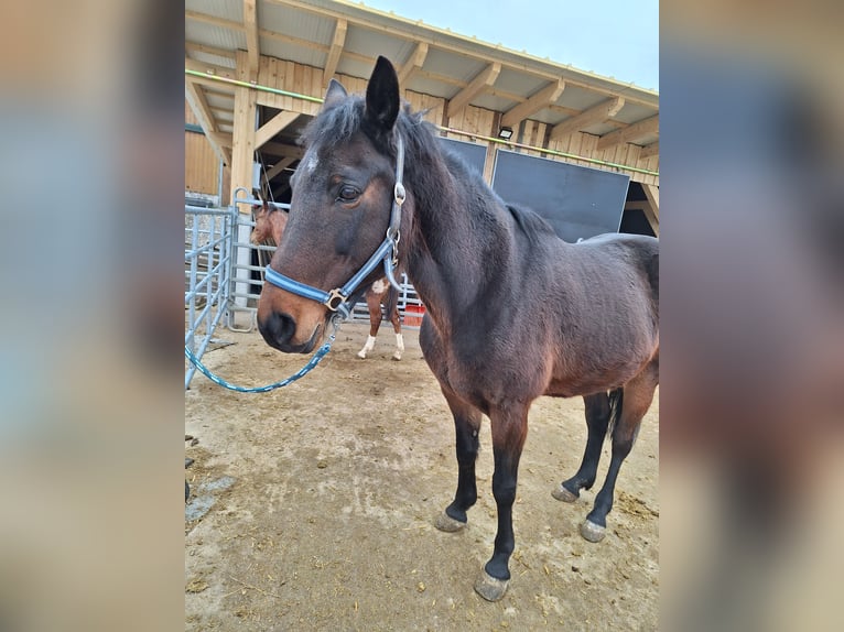 German Trotter Mare 19 years 15 hh Brown in Attnang-Puchheim