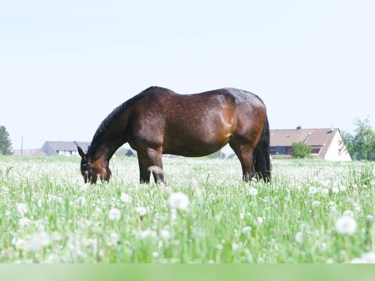 German Trotter Mare 19 years 16,3 hh Bay-Dark in Herne