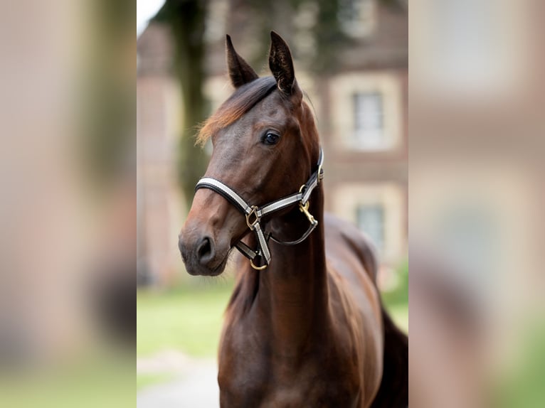 German Trotter Mare 1 year Brown in Billerbeck