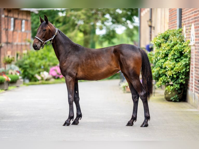 German Trotter Mare 1 year Brown in Billerbeck