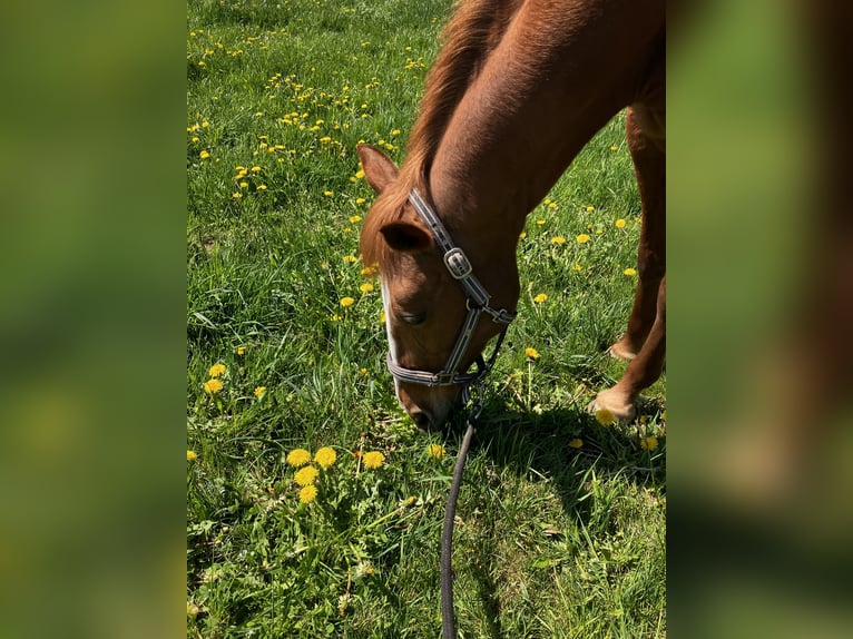 German Trotter Mare 20 years 15.1 hh Chestnut-Red in Altomünster