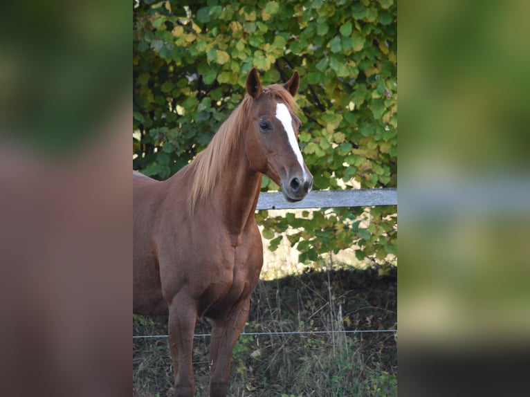 German Trotter Mare 20 years 15.1 hh Chestnut-Red in Altomünster