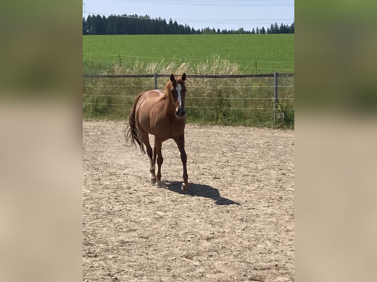 German Trotter Mare 20 years 15.1 hh Chestnut-Red in Altomünster