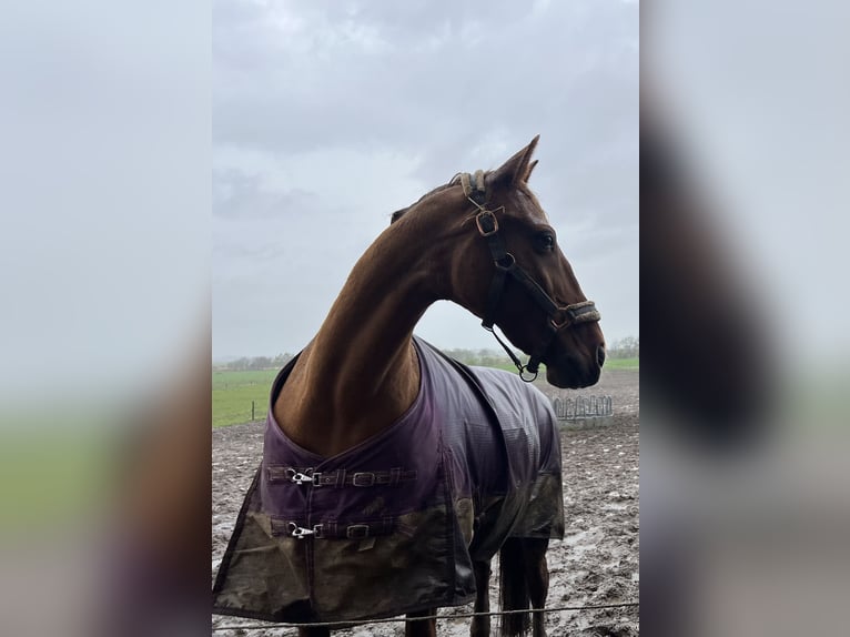 German Trotter Mix Mare 20 years 15,1 hh Chestnut-Red in Nindorf